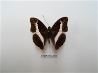 藏品(紫俳蛺蝶)的圖片